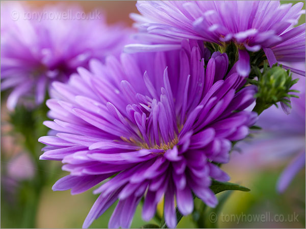 Aster Victoria