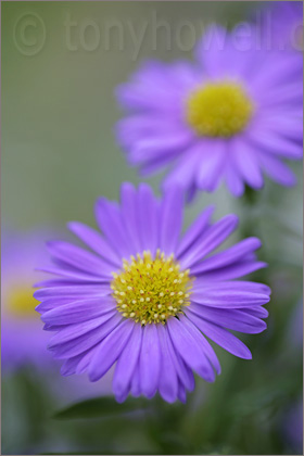 Asters