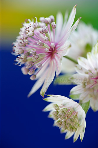 Astrantia