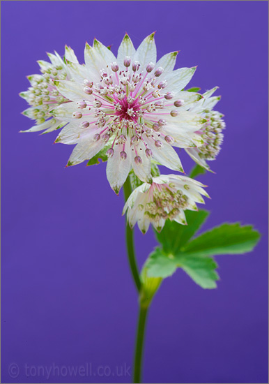 Astrantia