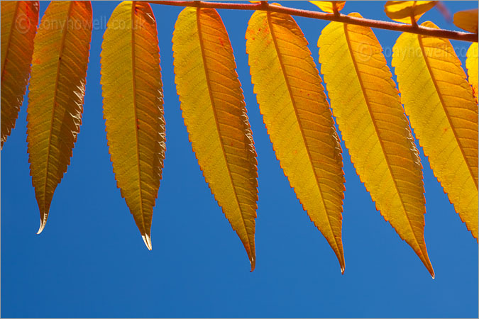 Sumach Tree Leaves