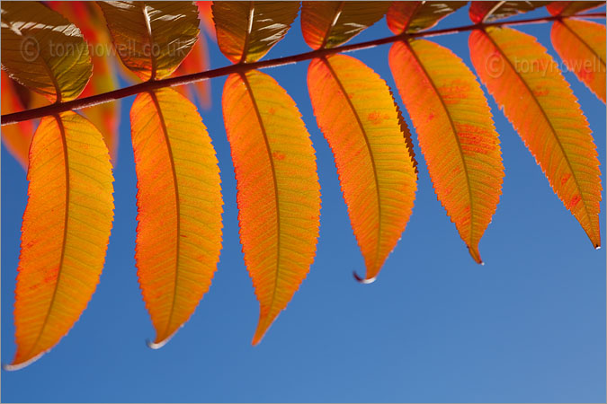 Sumach Tree Leaves