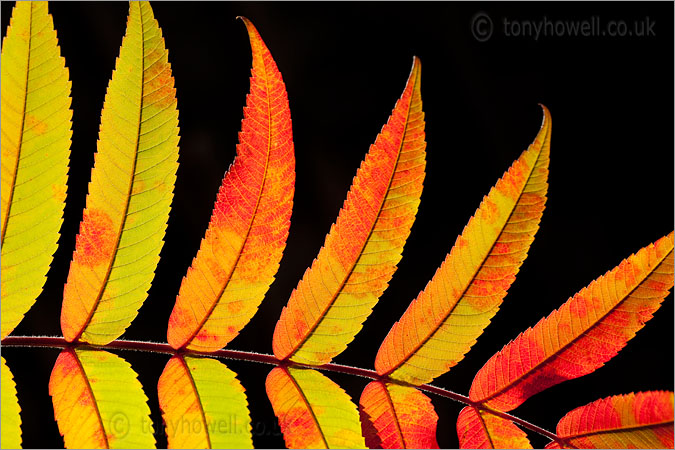 Sumach Tree Leaves