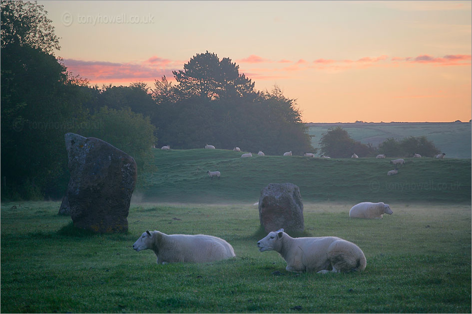 Avebury Stone Circle, Sheep, Dawn