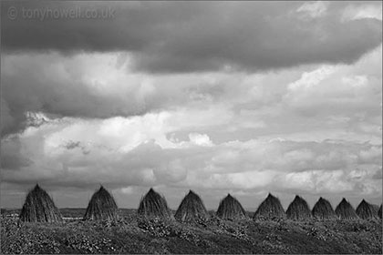 Willow Drying