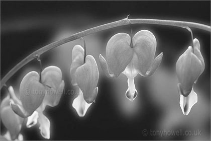 Dicentra black and white