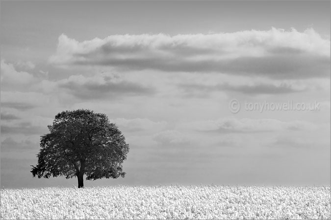 Beech Tree