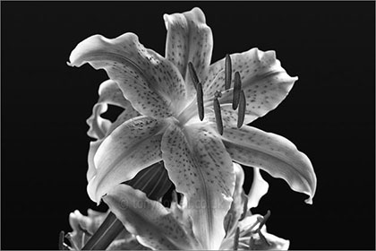 Lily, black and white