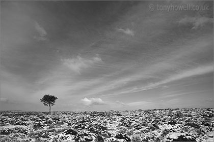 Tree, Quantocks