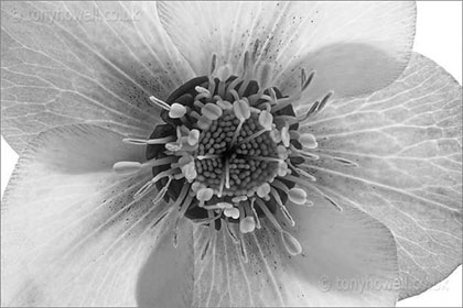 Hellebore, black and white