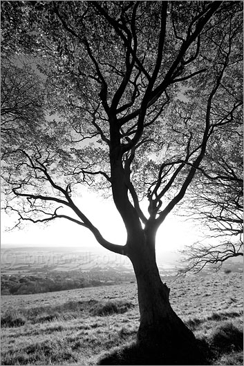 Beech Tree, Sunset 