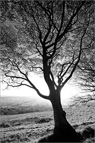 Beech, Silhouette