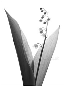 Lily of the Valley, black and white