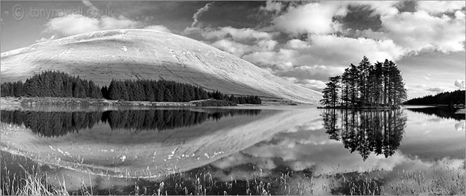 Pine Trees, Brecon