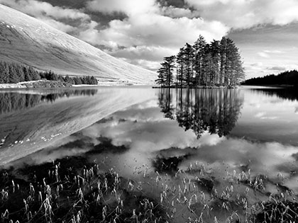 Pine Trees, Brecon