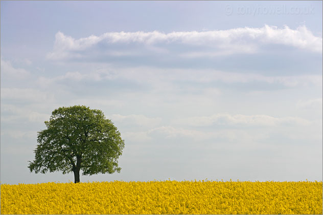 Beech Tree