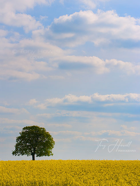 Beech tree in rapeseed field