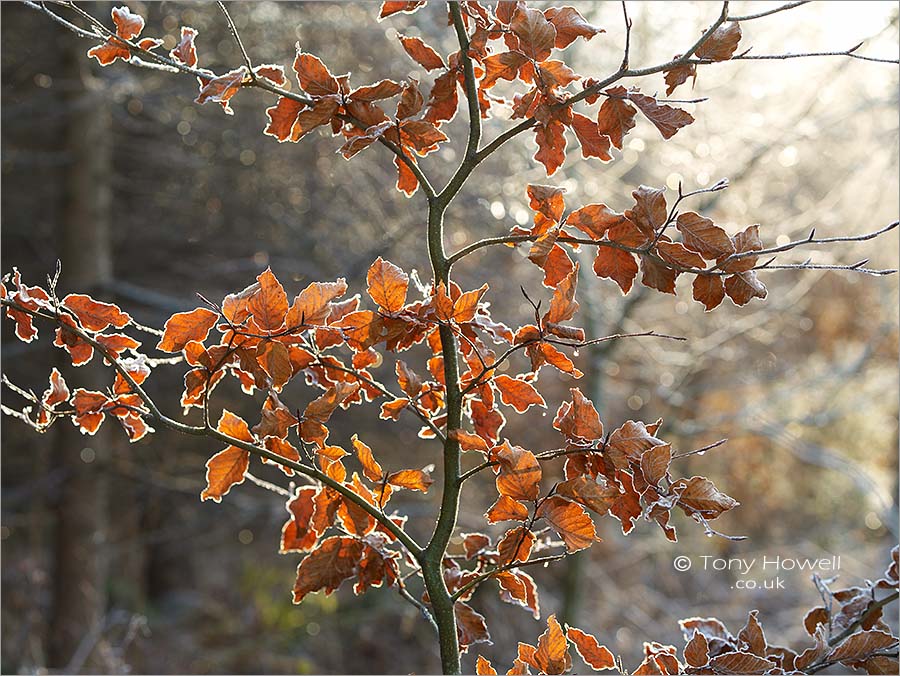 Young Beech Tree, Hoar Frost