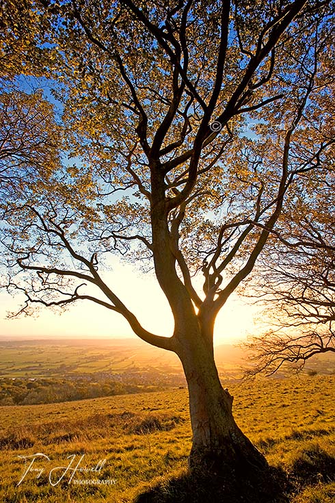 Beech Tree, Sunset