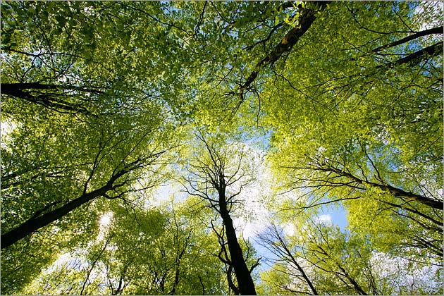 Beech Trees