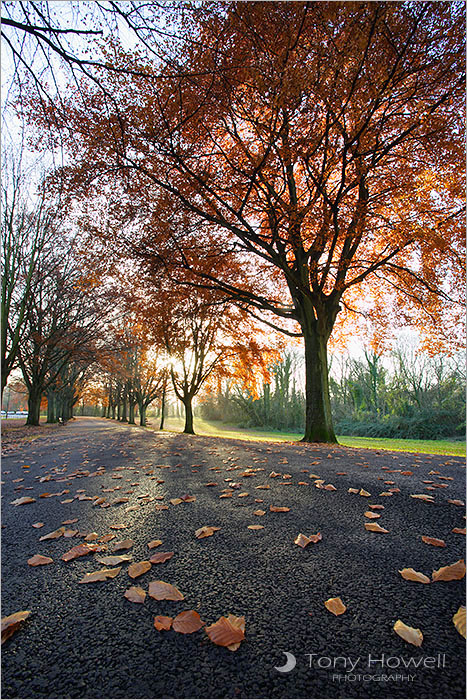 Beech Trees, Sneyd Park, The Downs