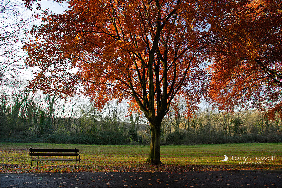 Bench, Clifton Downs