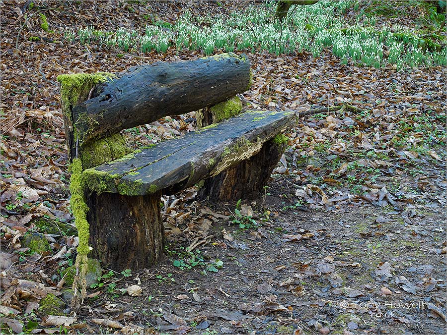 Bench, Snowdrop Valley