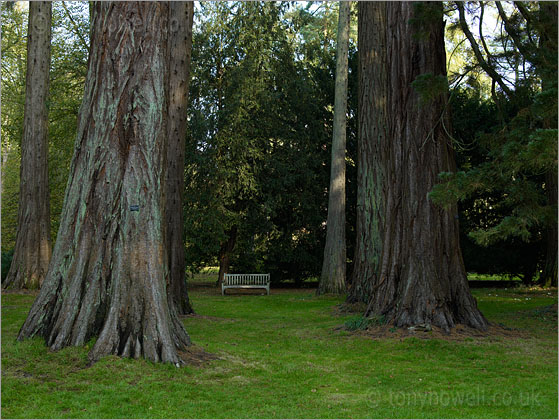 Bench in the Trees