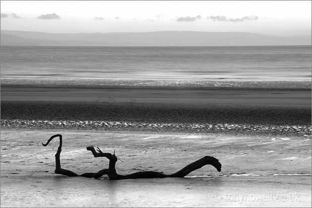 Driftwood, Dusk