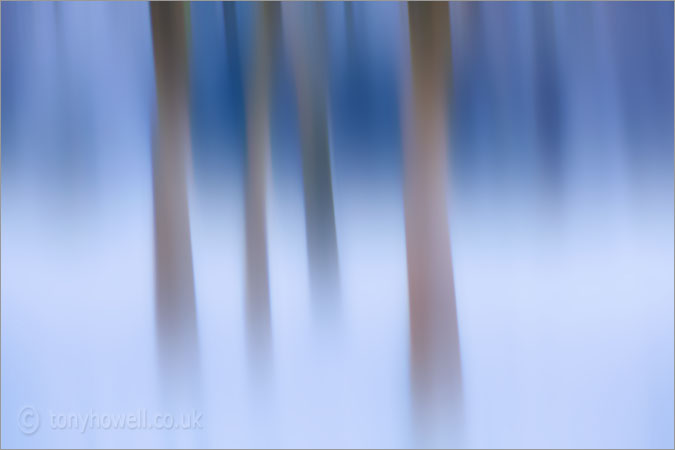 Birch Trees in Snow