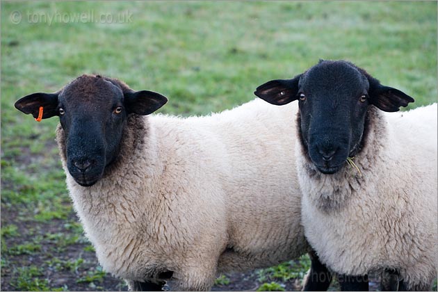 Black headed Sheep