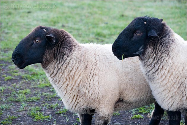 Black headed Sheep