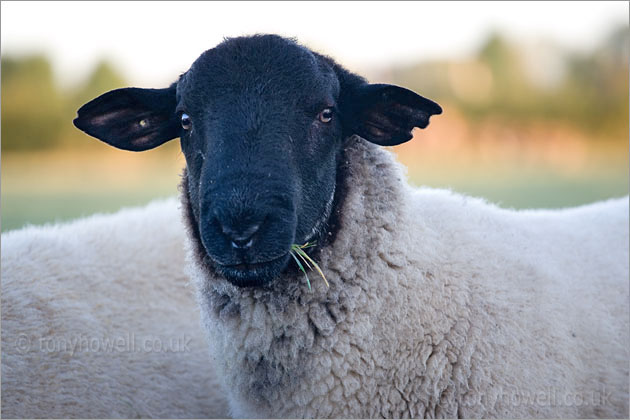 Black headed Sheep