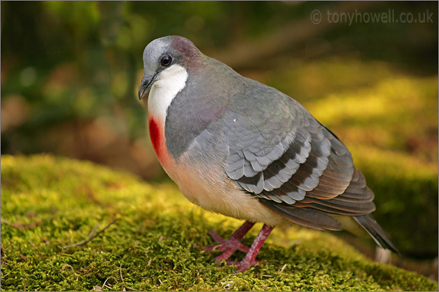 Bleeding Heart Pigeon