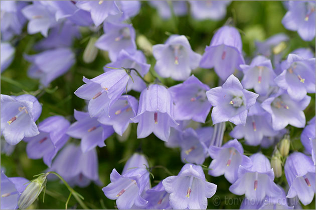 Blue Campanula Flowers