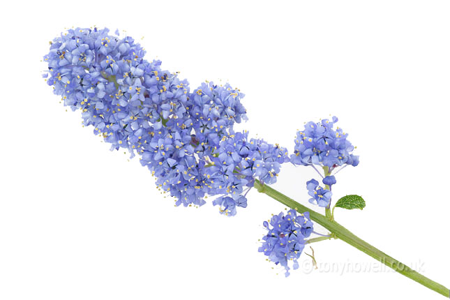 Blue Ceanothus Flowers