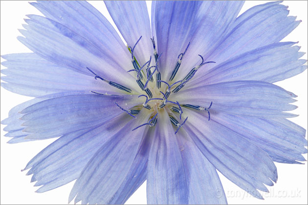 Blue Chicory flower