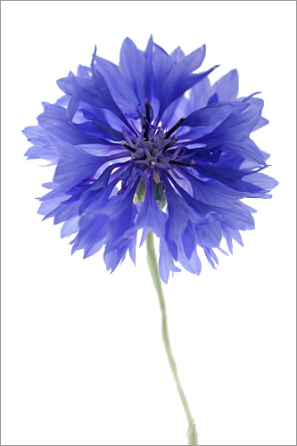 Blue Cornflower