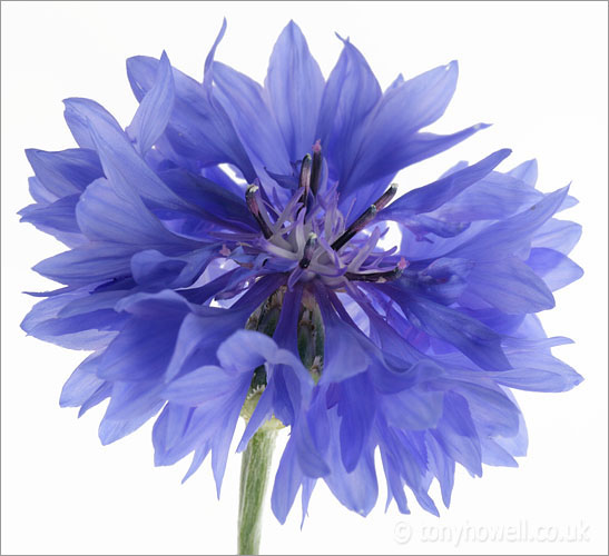 Blue Cornflower