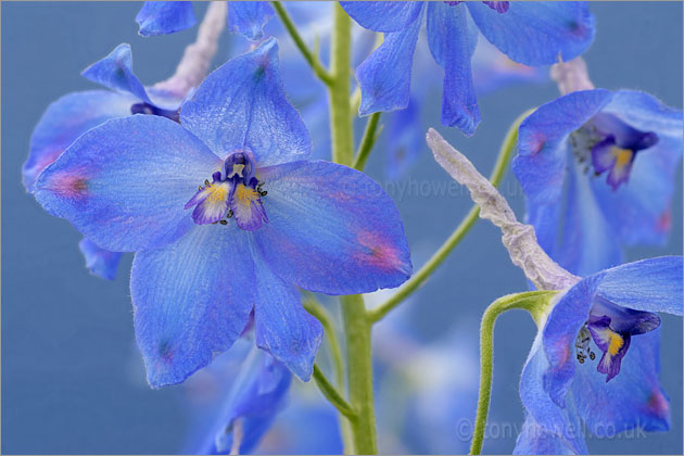 Blue Delphinium