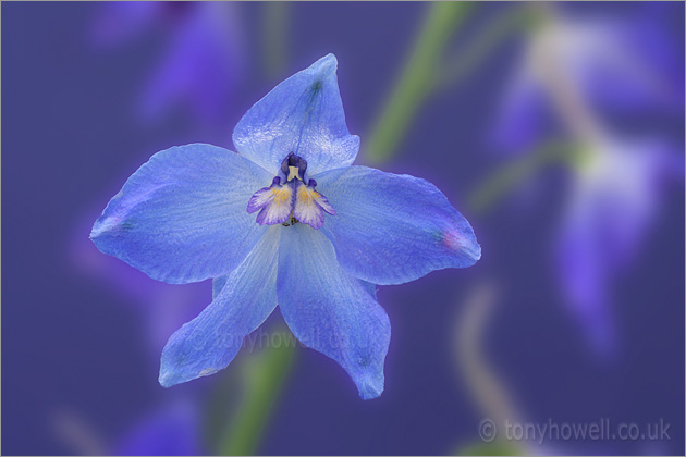 Blue Delphinium