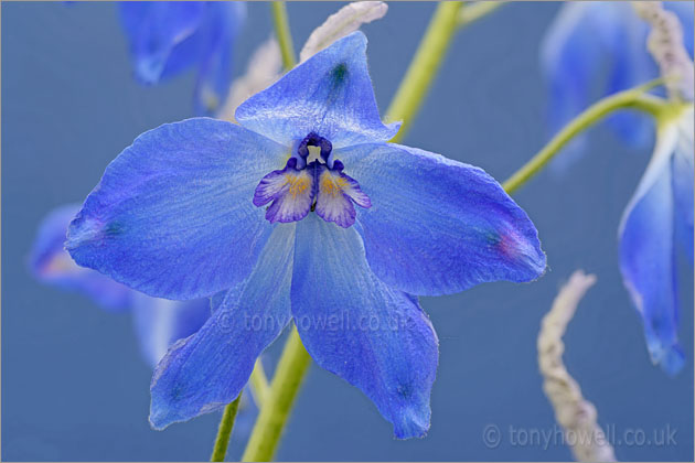 Blue Delphinium