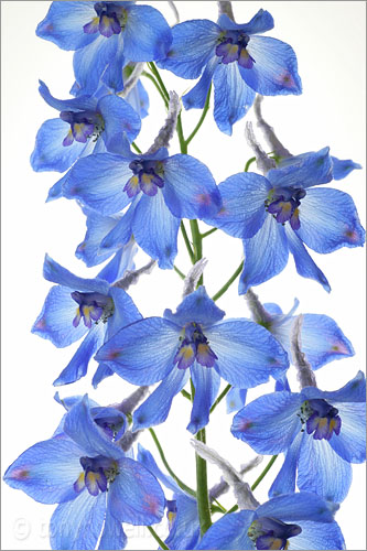 Blue Delphinium