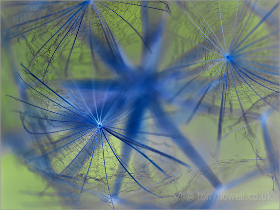 Goatsbeard seedhead