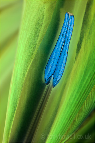 Blue Iris stamen