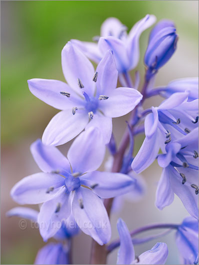 Bluebells 