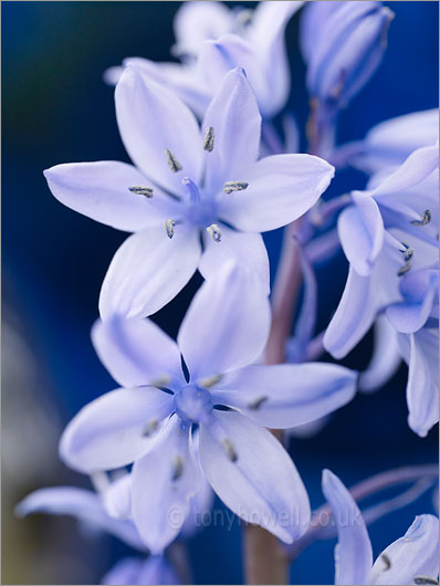 Bluebells 