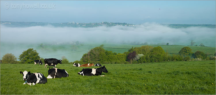 Cows, Mist, Box Hill