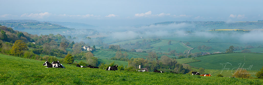 Cow, Mist, Box Hill