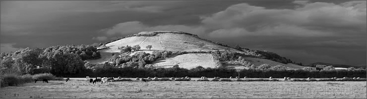 Brent Knoll